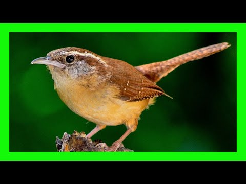 Lagu Burung Gelatik Carolina, Suara, Kicauan - Cucarachero De Carolina Canto - Thryothorus Ludovicianus
