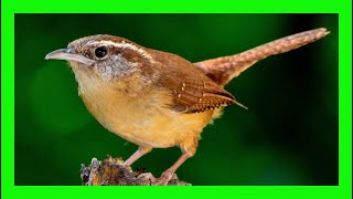 Carolina Wren Bird Song, Sound, Chirp  Cucarachero De Carolina Canto  Thryothorus Ludovicianus