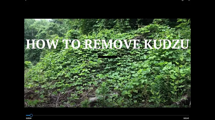 How to Remove Kudzu (THE ONLY WAY THAT REALLY WORKS!!)