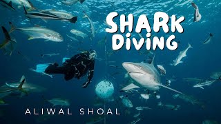 Scuba Diving with Bull Sharks & More on the Aliwal Shoal 4k! #sharkattacks #4kviralvideo