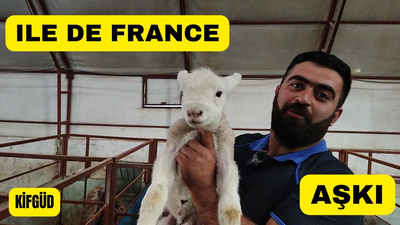 ЛЮБОВЬ ПРЕЗИДЕНТА К ИЛЬДЕФРАНСУ (Президент Ассоциации по разведению KIFGÜD)