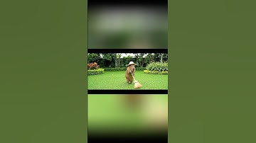 Capybara bị đuổi khỏi nhà vì hiểu lầm #trending #funny #capybara #ytshorts #ai