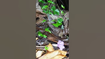 Rare Dangerous Poison Dart frog Black and green found in Costa Rica