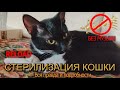 27  Из жизни Маруси  Стерилизация кошки  Вся правда и подробности  БЕЗ музыки