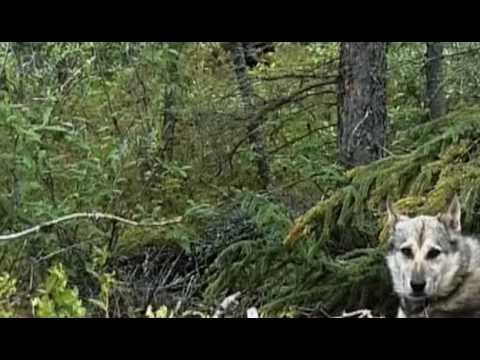 Video: Jaká Zvířata žijí V Kanadě