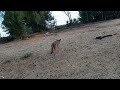 coyote shows what he thinks of me