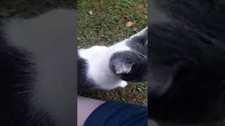 навык, который точно пригодится: котики знают!!!!