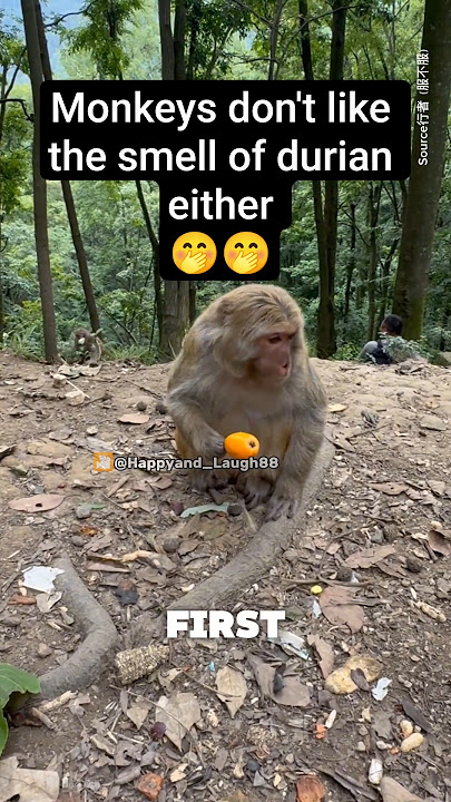 Monkeys don't like the smell of durian either