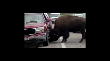 Bison attacks a car in Yellowstone#animals #animalworld