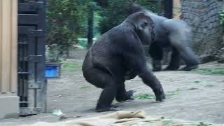 ゴリラ家族 休園日の一コマ20260105e - YouTube