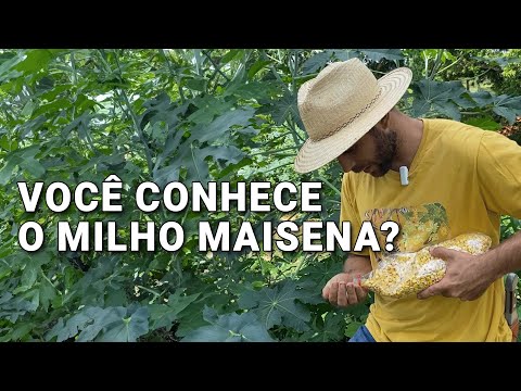 🌽Milho Maisena: Tradição e Autonomia na Agrofloresta!