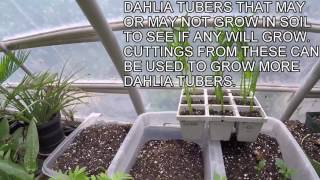 GRAPEVINE AND DAHLIA TIPS AND OUR YARD UPDATE