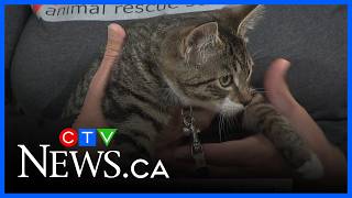 Why fostering an animal could be a way to soft launch adoption screenshot 1