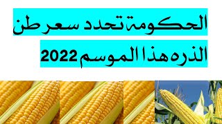 الحكومة تحدد سعر طن الذره هذا الموسم 2022
