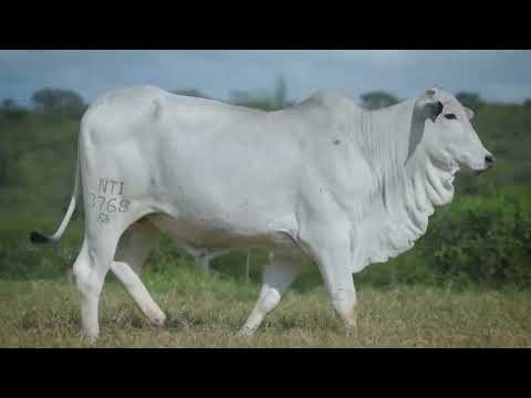 LOTE 133 - NTI 3768
