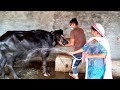 My Daily Evening Routine Buffalo Bath Time || Murrah Buffalo Bathing