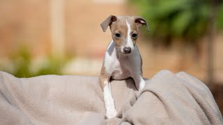 The Fascinating History of Italian Greyhounds