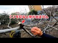 庭のイチジク剪定のやり方実演【ちゃんと仕立ててなくても大丈夫】