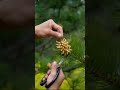 #nature #facts #food