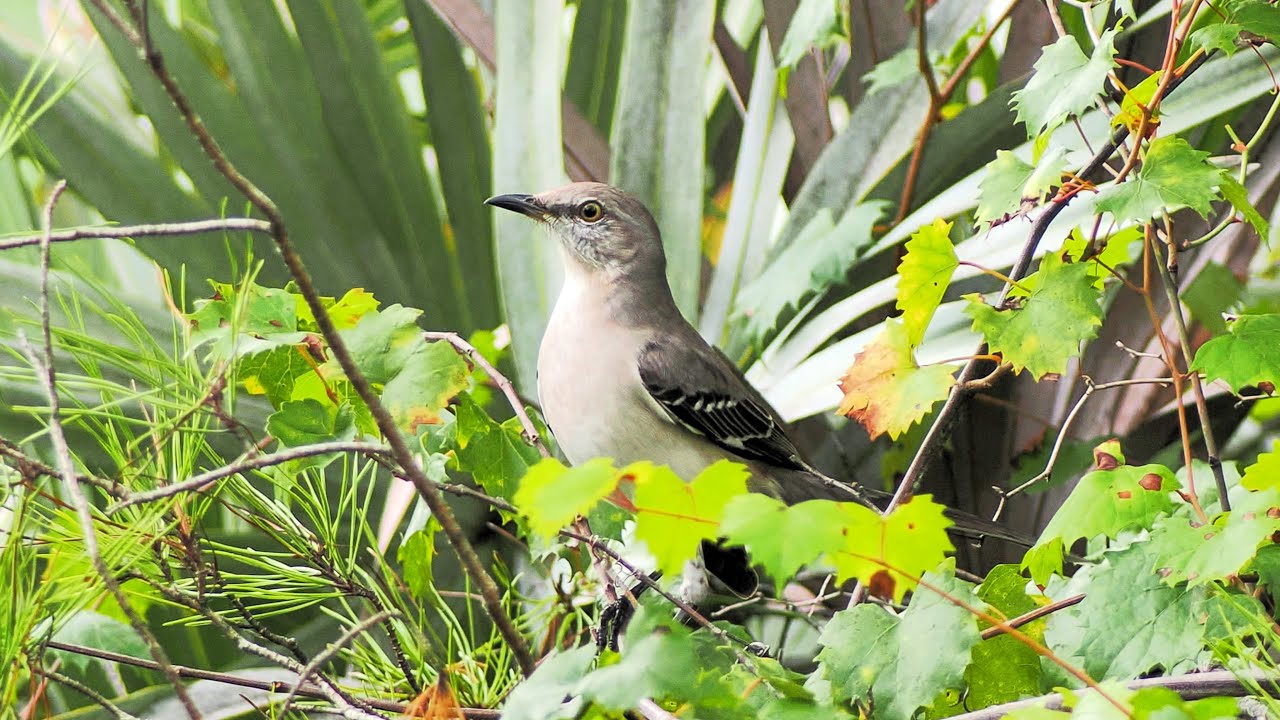 High Ridge Natural Scrub Area, Boynton Beach, Florida - Wildlife ...