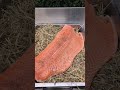 Lachs auf Heubett – indirekt gegrillt im Kamado🤤🔥 #Shorts