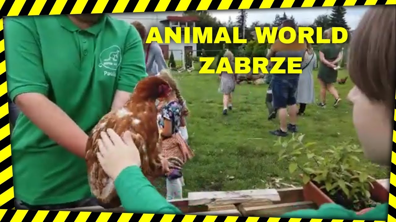Animal World Zabrze Makoszowy I 4D Animals YouTube Animal world zabrze makoszowy i 4d animals youtube