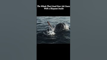 The Whale That Lived Over 100 Years With a Harpoon Inside #youtubeshorts