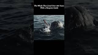 The Whale That D Over 100 Years With A Harpoon Inside youtubeshorts