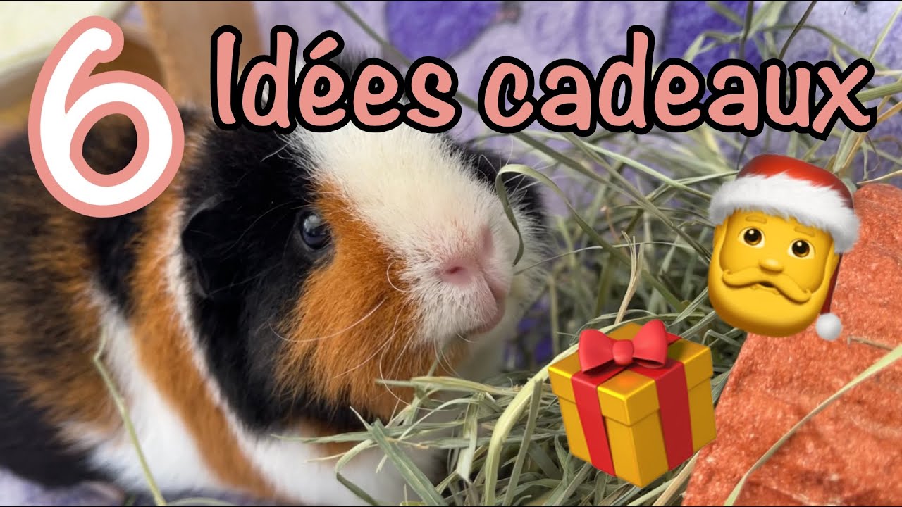 Les 6 meilleurs cadeaux pour cochons d'Inde - Idées de cadeaux pour Noël!
