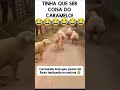 dogs 🐶 #funny 🤣😂 #facts😄 #animals