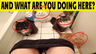 😺7 Reasons Why Cats Love Bathrooms 😺  Why Does My Cat Follow Me to the Bathroom by LIFE OF CATS 845 views 8 days ago 3 minutes, 33 seconds