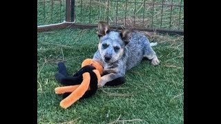 SGT Scout Mini Blue Heeler Dog ACD 1st day Watch him grow up training food adventures life story
