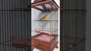 Download Lagu Masteran langka burung brinji #kicaumanianusantara #masteranmuraibatu #kicaumania#bredingmuraibatu MP3 Download Lagu Masteran langka burung brinji #kicaumanianusantara #masteranmuraibatu #kicaumania#bredingmuraibatu MP3