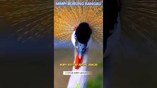 Mimpi burung bangau #tafsirmimpi #artimimpi #burungbangau #shortvideo