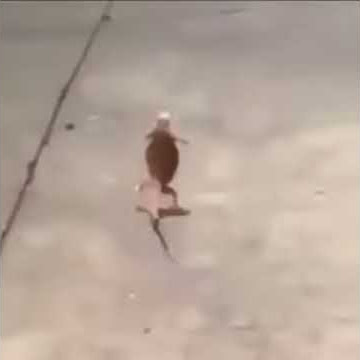 Run Bitch, Run Run!!