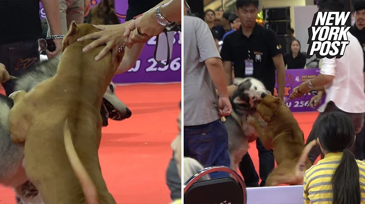 Pit bull viciously attacks another dog at pet show | New York Post - DayDayNews