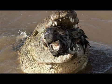 [閲覧注意]衝撃映像！！！野生動物のハンティング！！この世界では人間は無力...Wild animarls hunting