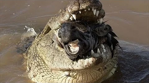 捕食シーン 肉食動物 捕食シーン 肉食動物