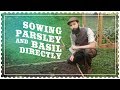 Best Way to Grow Parsley Worst Way to Grow Basil at Home - Direct Sowing