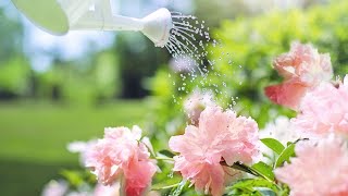 Watering Tips - Perennials, Trees and Shrubs