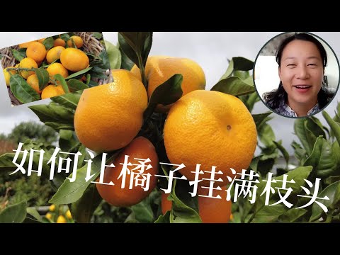 怎么种橘子树，怎样让柑橘类多结果，橘子大丰收的经验分享