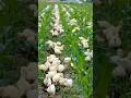 These Ducks Are Natural Herbicides