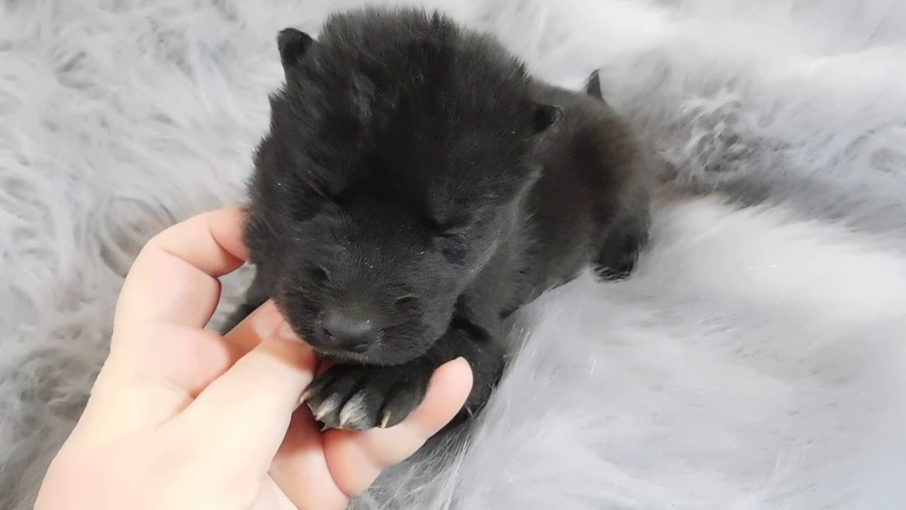 Stunning Black Wolf Dog pup 2 week sold Bolt YouTube