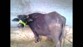 Bhopalwala buffalo dairy farm , bhopalwala , pakistan , raid ahmed gujjar