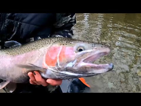ERIE STEELHEAD: ELK Creek Trip!