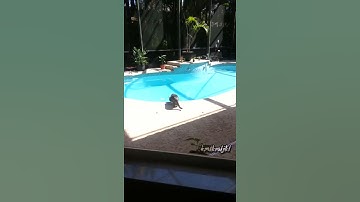 cat scared of sneeze and jumps into pool