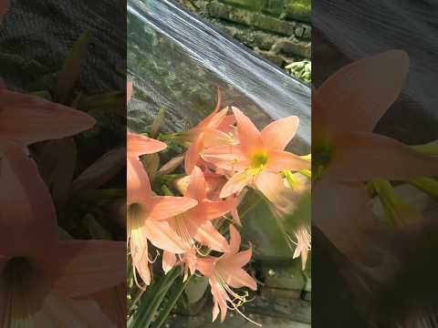 Lily 🌷🌷🫶