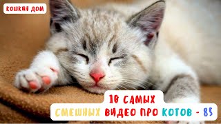 10 самых смешных видео про котов  - выпуск 85