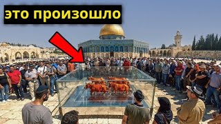 Красная Корова Прибыла В Израиль – Начнётся Строительство Третьего Храма
