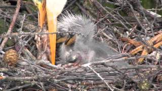 Grey Heron Feeding Baby Chicks　アオサギの給餌